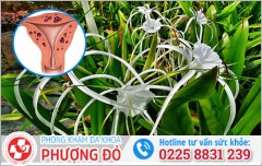 Trinh nữ hoàng cung chữa lạc nội mạc tử cung có hiệu quả không?