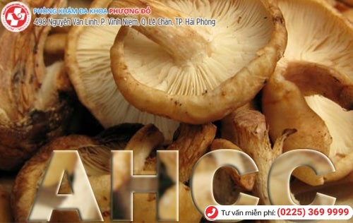 Thuốc AHCC điều trị sùi mào gà có thành phần chính từ một loại nấm ở Nhật Bản 
