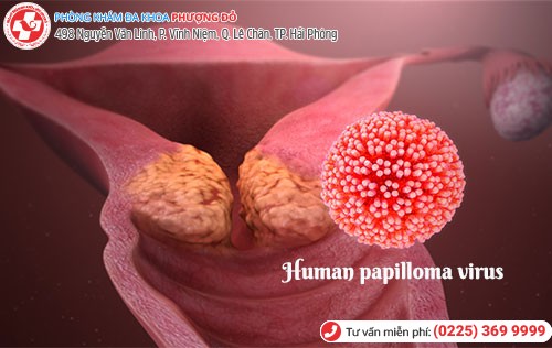 Hình ảnh virus Human Papilloma