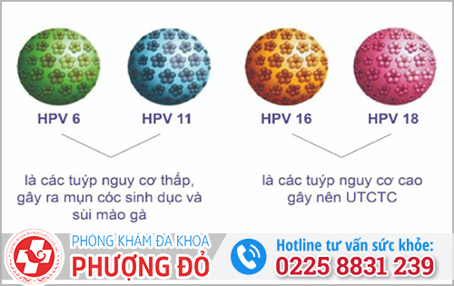 Virus HPV 16 là gì? Làm sao biết vợ bị nhiễm HPV 16?