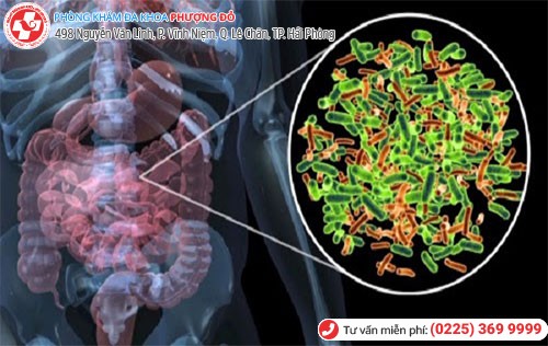 Hình ảnh vi khuẩn E.coli sống trong ruột gây bệnh