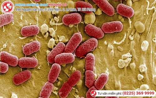 Hình ảnh vi khuẩn E. coli gây viêm đường tiểu