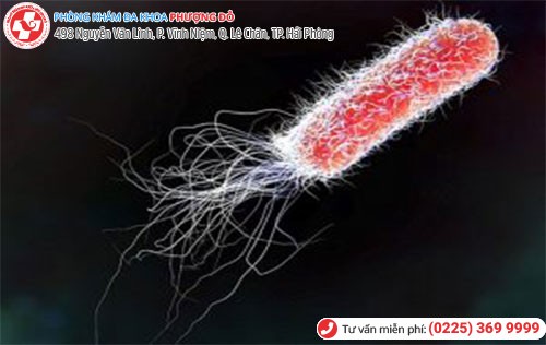 Nguyên nhân viêm tinh hoàn virus E.coli