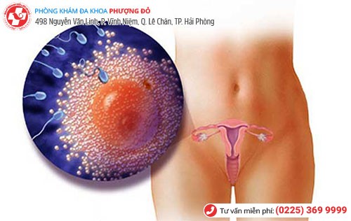 Hiện tượng rụng trứng để thụ thai ở phụ nữ