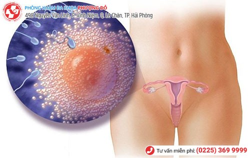 Hiện tượng rụng trứng để thụ thai ở nữ giới