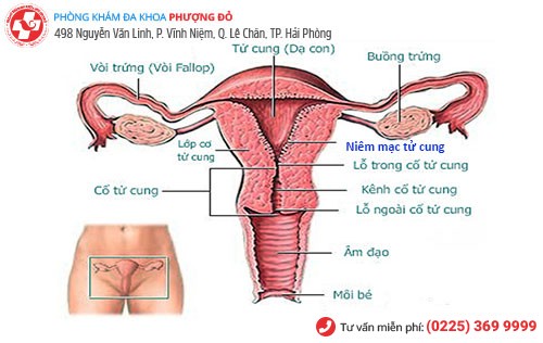Hình ảnh niêm mạc tử cung ở phụ nữ