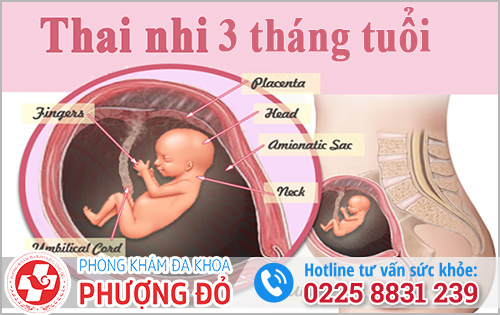 Thai nhi 3 tháng tuổi